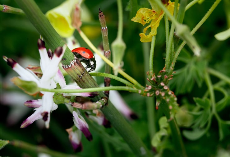 attract wildlife to garden manage pests naturally